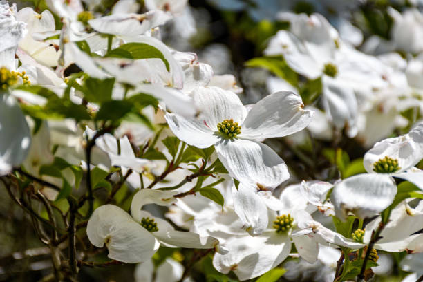 istock Closeup of beautiful Cornus florida flowers outdoors during daylight 1441197299
