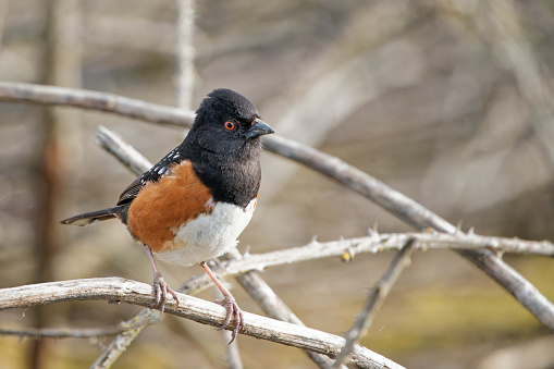 A closeup shot of a Towhee sitting on a twig