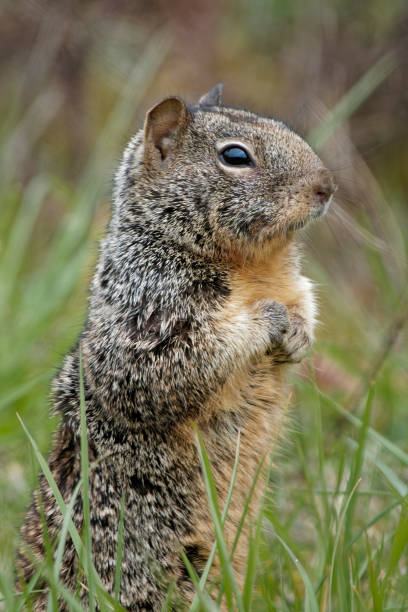 istock Vertical shot of a cute California ground squirrel 1441197338