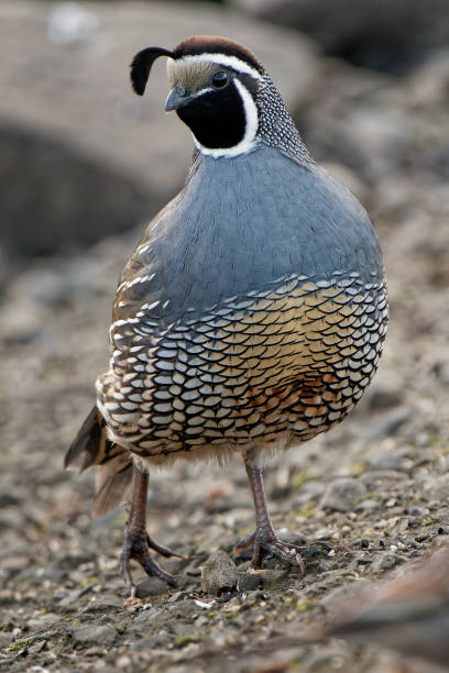 istock Vertical shot of a cute California quail 1441197345