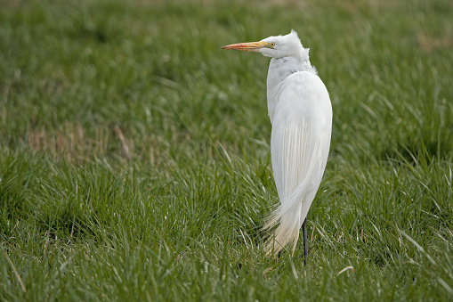 A closeup shot of a Great egret walking in a grass