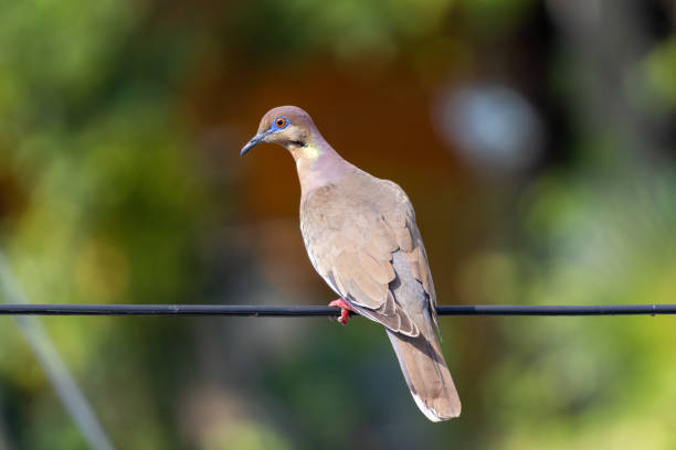 istock Closeup shot of a white-winged dove perched on a wire on a blurred background 1441197631