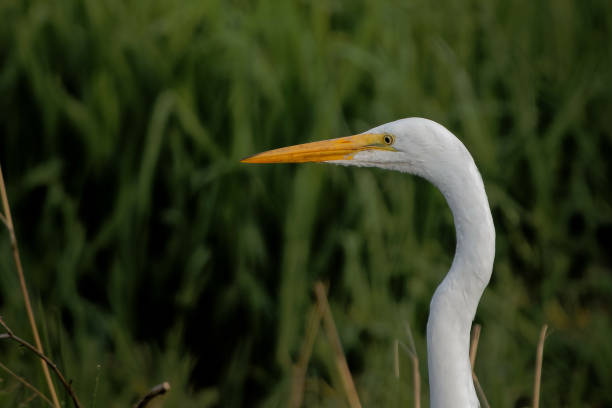 istock Closeup of a Heron 1441197636