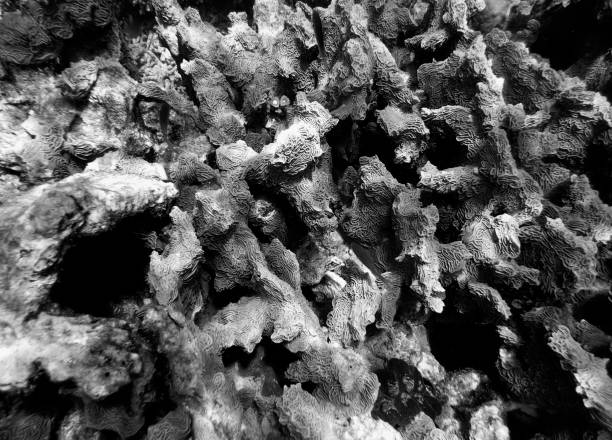 istock Pachyseris coral in black and white 1441198228