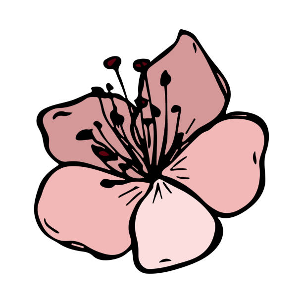 Ilustración de Imágenes Prediseñadas De Flores De Cerezo Dibujadas A Mano y más Vectores Libres de Derechos de Baya - iStock Ilustración de Imágenes Prediseñadas De Flores De Cerezo Dibujadas A Mano y más Vectores Libres de Derechos de Baya - iStock