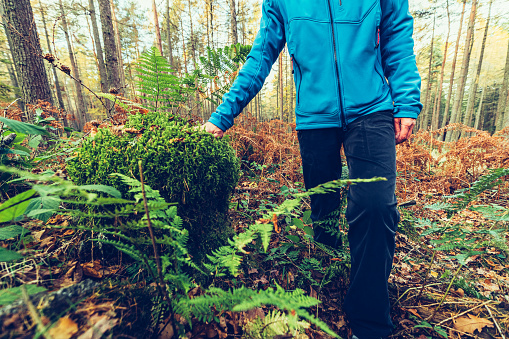Woman walking past a fern plant and moss covered boulder in a temperate forest.