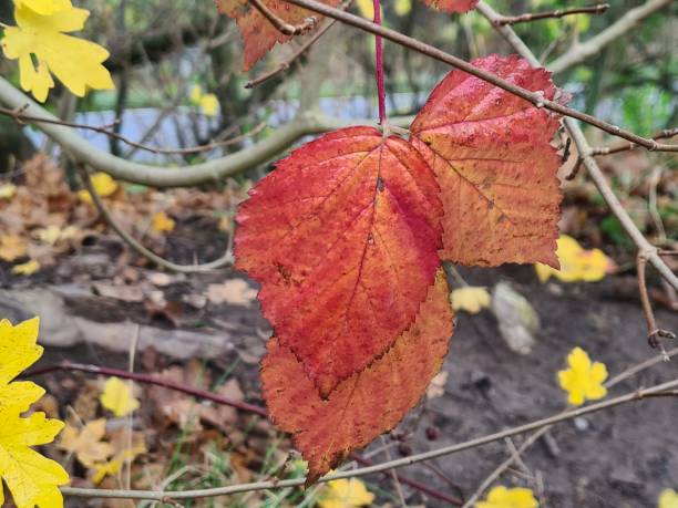 istock Colorful autumn leaves - up to date! - 1441199474