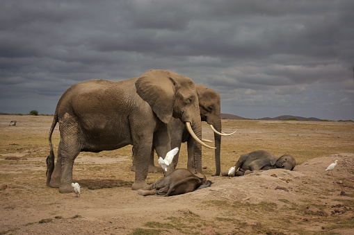Two elephant mothers standing near their calves resting on the ground in Amboseli National Park in Kenya.Some egrets around.