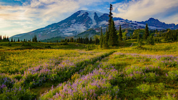 erstaunliche aussicht auf die gipfel, die sich gegen den wolkenhimmel erhoben. schmaler pfad hoch in den bergen. reflection lake trail. sommer, mount rainier nationalpark - north cascades national park awe beauty in nature cloud stock-fotos und bilder