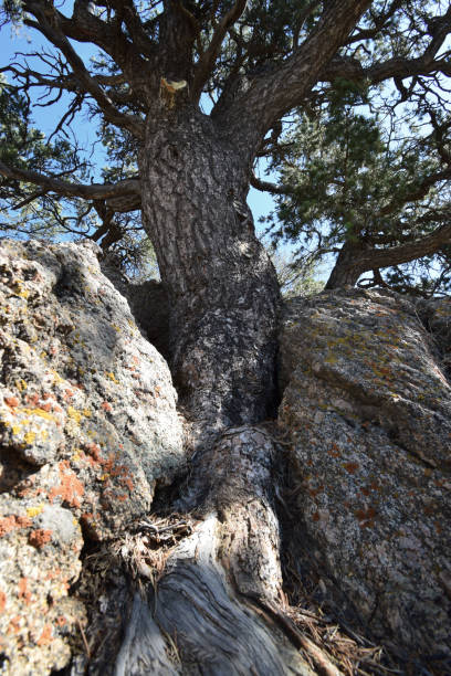 Juniper tree in between two rocks in nature Juniper tree in between two rocks in nature juniper tree bark tree textured stock pictures, royalty-free photos & images