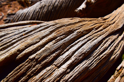 Close-up of detailed juniper tree bark in nature