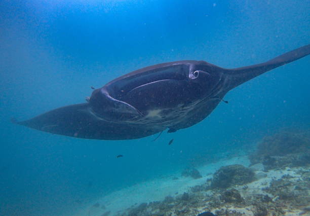 istock Manta ray swimming 1441201350