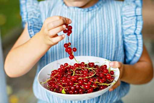 Red currants in a bowl held by hands, closeup, only hands. Child holding fresh healthy berries.