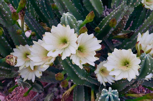 Cactus flowers bloom at night, close after sunrise