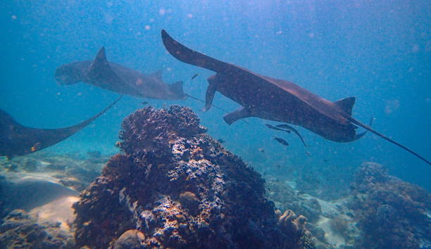 istock Manta ray swimming 1441203168