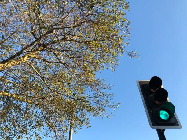 istock Cut Leaved Alder - Branches, twigs & leaves next to a green traffic light 1441203303
