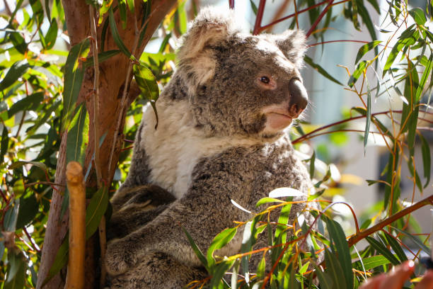 istock Koala Bear at Wildlife Zoo in Sydney, Australia 1441204174