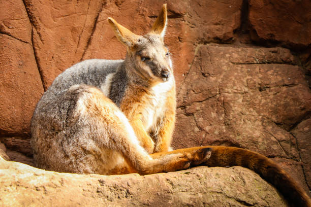 canguru australiano no zoológico de sydney wildlife - wallaby kangaroo australian culture australia - fotografias e filmes do acervo