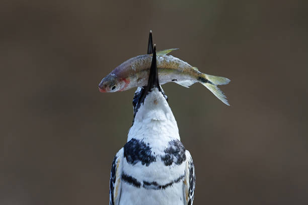 istock Pied kingfisher (Ceryle rudis) 1441204288