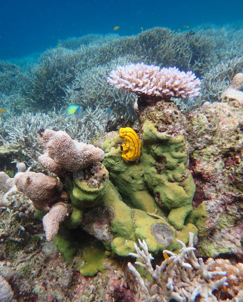 istock underwater coral seascape with yellow ascidian tunicate 1441204478