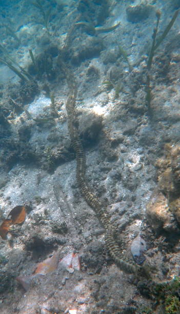 istock snake sea cucumber (Synapta maculata) 1441205905