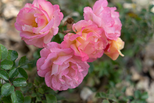 pink roses blooming in garden