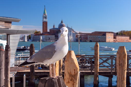 The Venetian lagoon and the island of San Giorgio Maggiore on a bright sunny day. Venice. Italy.