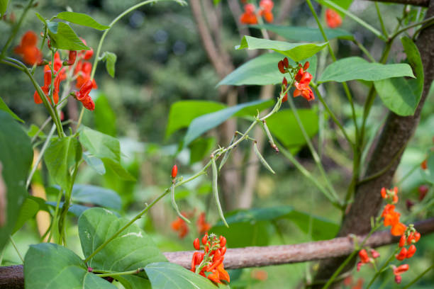 istock Beans growing in the garden. 1441206041