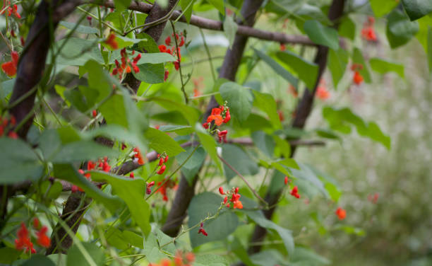 istock Beans growing in the garden. 1441206061