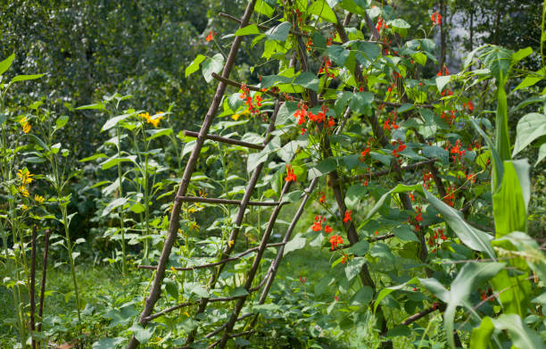 Scarlet Runner Bean growing on the wooden structure in the vegetable garden - ornamental red and orange flowers, long edible pods wih pink seeds. Scarlet Runner Bean growing on the wooden structure in the vegetable garden. Plant  Producing ornamental red and orange flowers, long edible pods wih pink seeds. runner bean stock pictures, royalty-free photos & images
