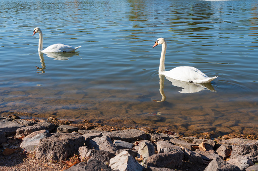A graceful mute swan in autumn