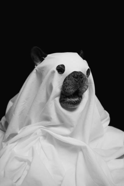 istock French bulldog dressed as a ghost on Halloween 1441208655