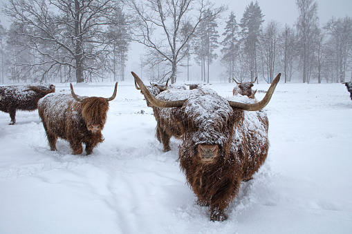 Scottish Highland cattle are one of the oldest and hardiest breeds in the world. They can withstand bad weather. Wet snowfall in the cold is not a big problem for them either.