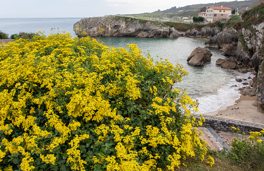Senecio angulatus or creeping groundsel or Cape ivy succulent flowering plant in the family Asteraceae with abundant yellow flowers
at the Puerto Chico beach in the Llanes,Asturias,Spain