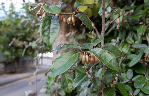 Elaeagnus ebbingei or silverberry or oleaster plant branches with fruits and silvery leaves