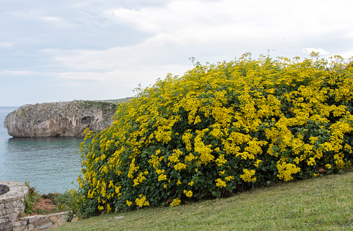 Senecio angulatus or creeping groundsel or Cape ivy succulent flowering plant in the family Asteraceae with abundant yellow flowers