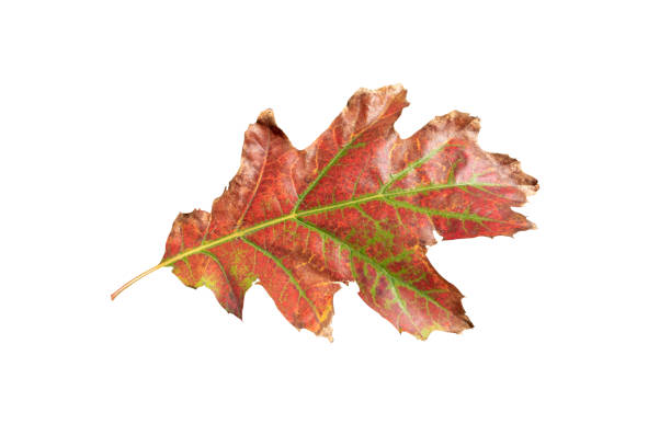 Autumn red oak leaf isolated on white. Fall dry foliage.