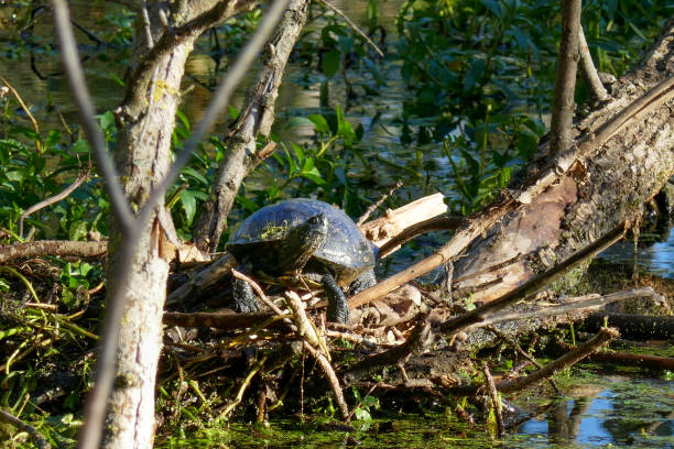uma tartaruga ou tartaruga na margem do rio em mântua aka mântua - ecosystem animals in the wild wood turtle - fotografias e filmes do acervo