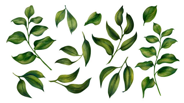 istock Hand drawn watercolor green branches with leaves for wedding, birthday, greeting card, menu, banner, border, stickers. Elements isolated on a white background 1441210573