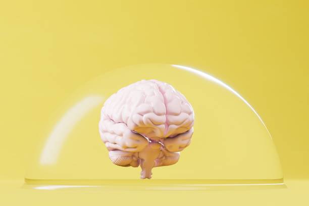 protection of the brain from the outside world. brain in a transparent glass ball on a yellow background. 3d render - screw human head bolt isolated imagens e fotografias de stock