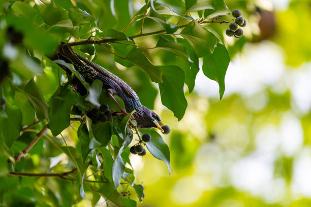 Starling bird is eating ivy friut.