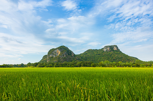 Agriculture green rice field with blue sky and mountain in the background. The concept of farm, growth, and agriculture in rural Thailand
