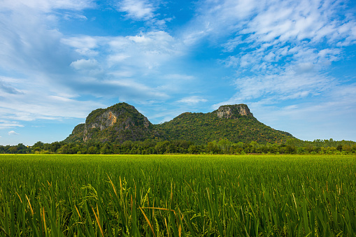 Agriculture green rice field with blue sky and mountain in the background. The concept of farm, growth, and agriculture in rural Thailand