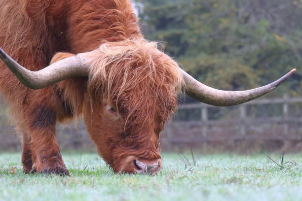 istock Highland cow, Hampshire, UK 1441217110
