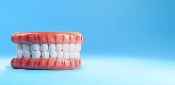 Photo of Model of teeth and gums, side view. Realistic human jaw with gums and teeth, on a blue background. Dental anatomy, 3D rendering