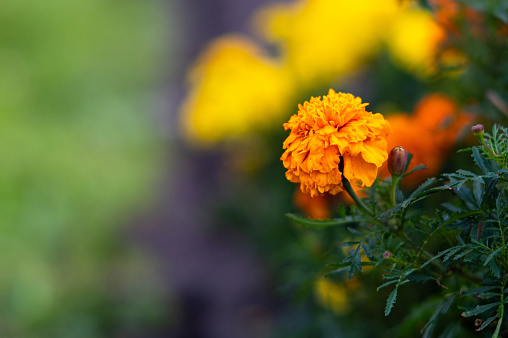 yellow marigold flowers on defocused garden background, soft focus floral background, close-up