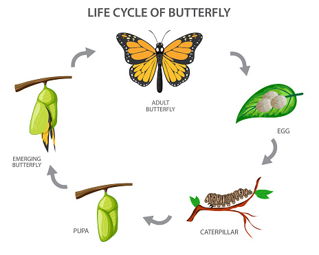 The metamorphosis of the butterfly,  egg, caterpillar, pupa, butterfly. Life cycle of butterfly Vector illustration