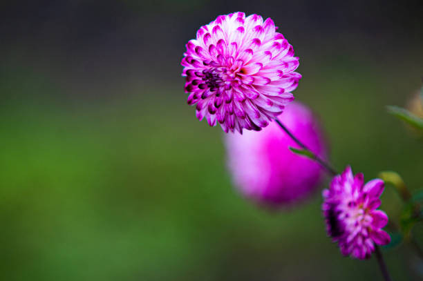 焦点がぼけた背景にパステルダリアの花、抽象的なソフトフォーカス花柄の背景 - flower arrangement wildflower bouquet dahlia ストックフォトと画像