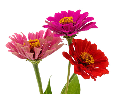 Three pink zinnias isolated on a white background.
