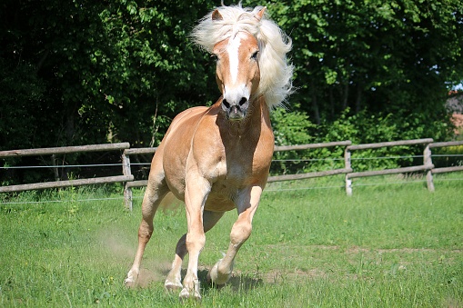 beautiful haflinger horse with beautiful hair is running on the paddock